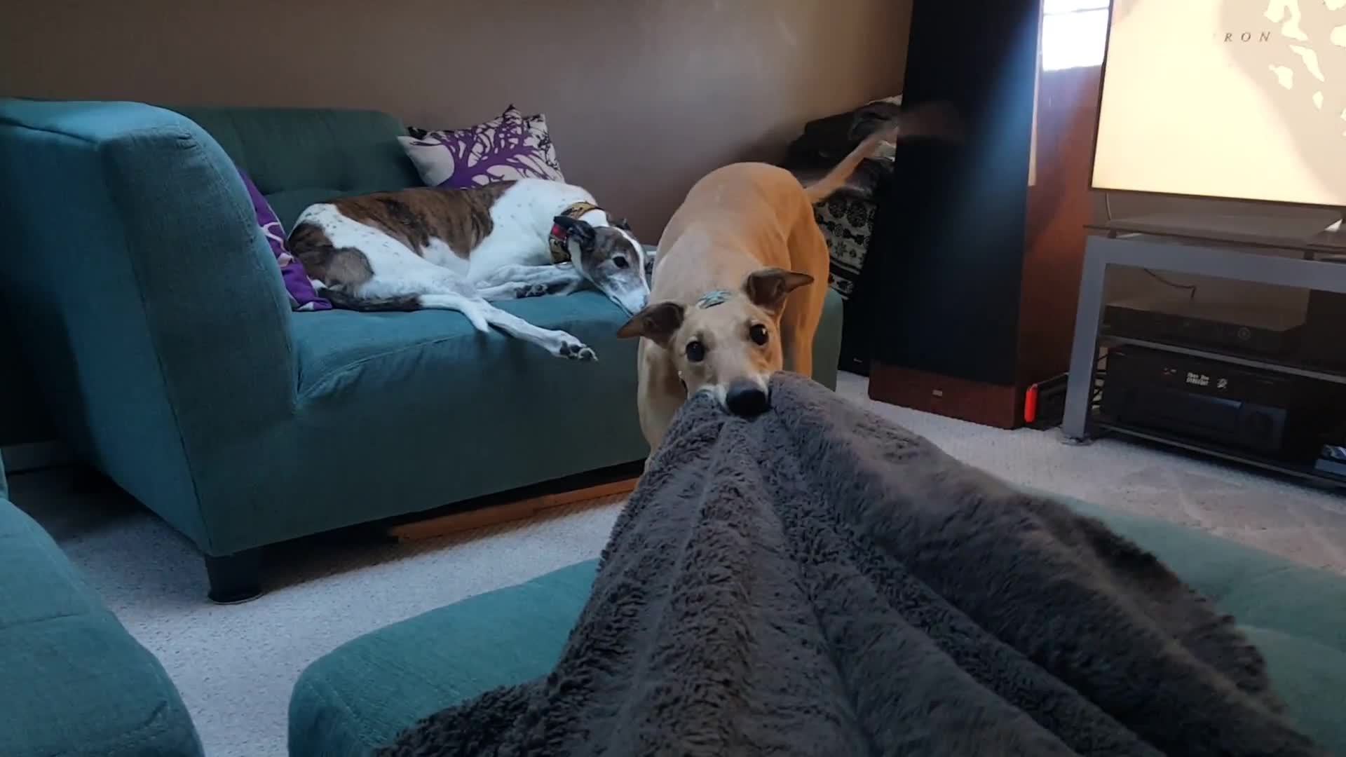 Blanket thief