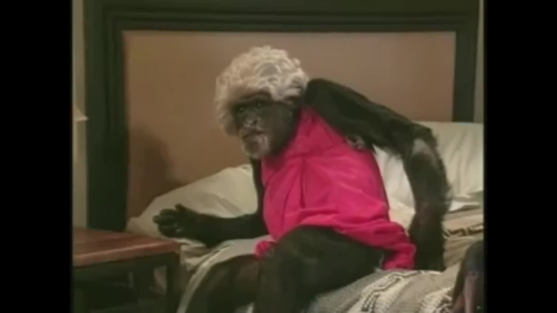 Lancelot Manzi, Mafia Chimp